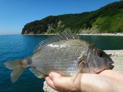 Морская рыба в крыму