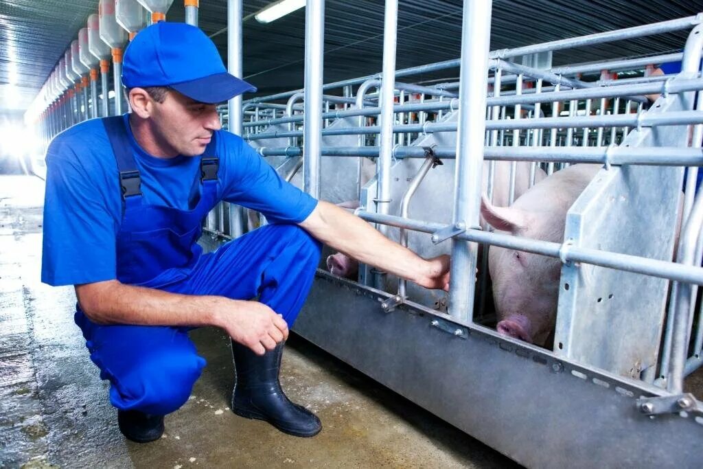 Оператор животновод. Оборудование делаваль для ферм. Сибирская нива оператор машинного доения. Доильный аппарат молочная ферма. Оператор животновод.