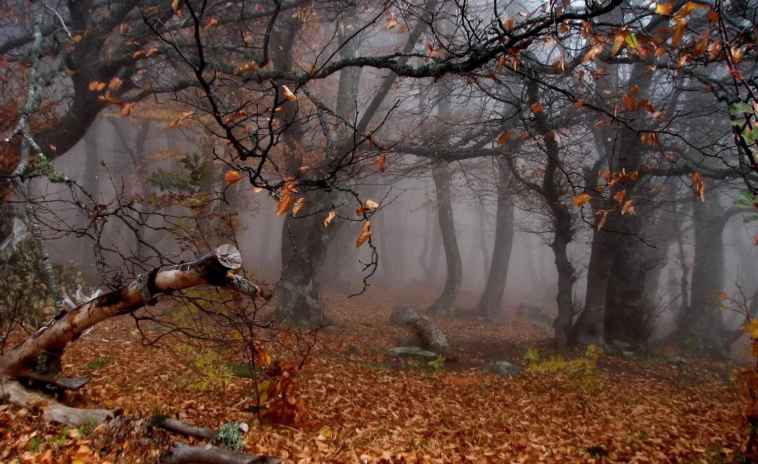 Осень грусть любовь. Тихо осень умирает. Тихо осень умирает. Тихо уходит осень. Хмурый осенний парк.