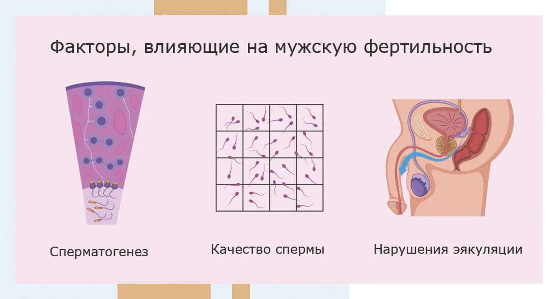 Как проверить фертильность. Факторы влияющие на мужскую фертильность. фертильность у женщин. фертильность у мужчин и женщин. фертильность у мужчин.