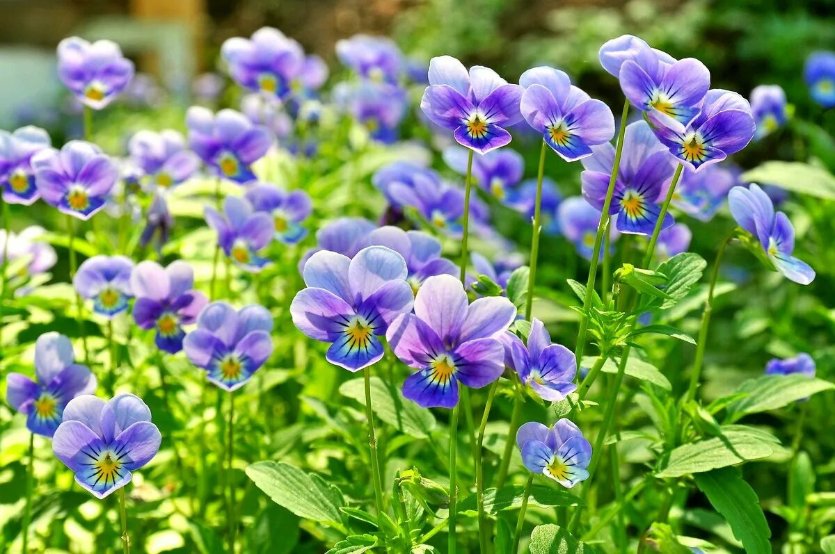 полевая трава анютины глазки. немезия анютины глазки. поле глазок. лесная полянка анютины глазки. поле глазок.