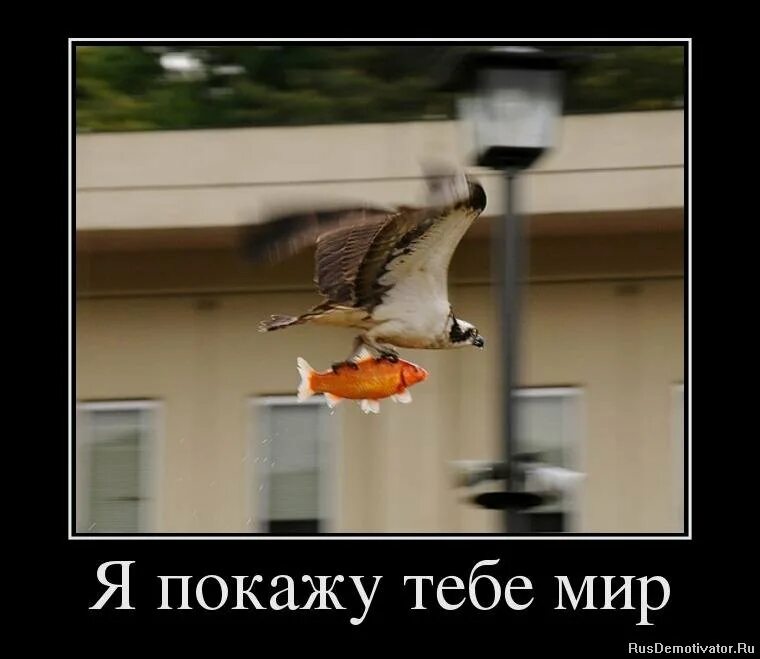 Потом научусь. Потом научусь. Латинское выражение люди слабы. Потом научусь. Я никогда не ошибаюсь.