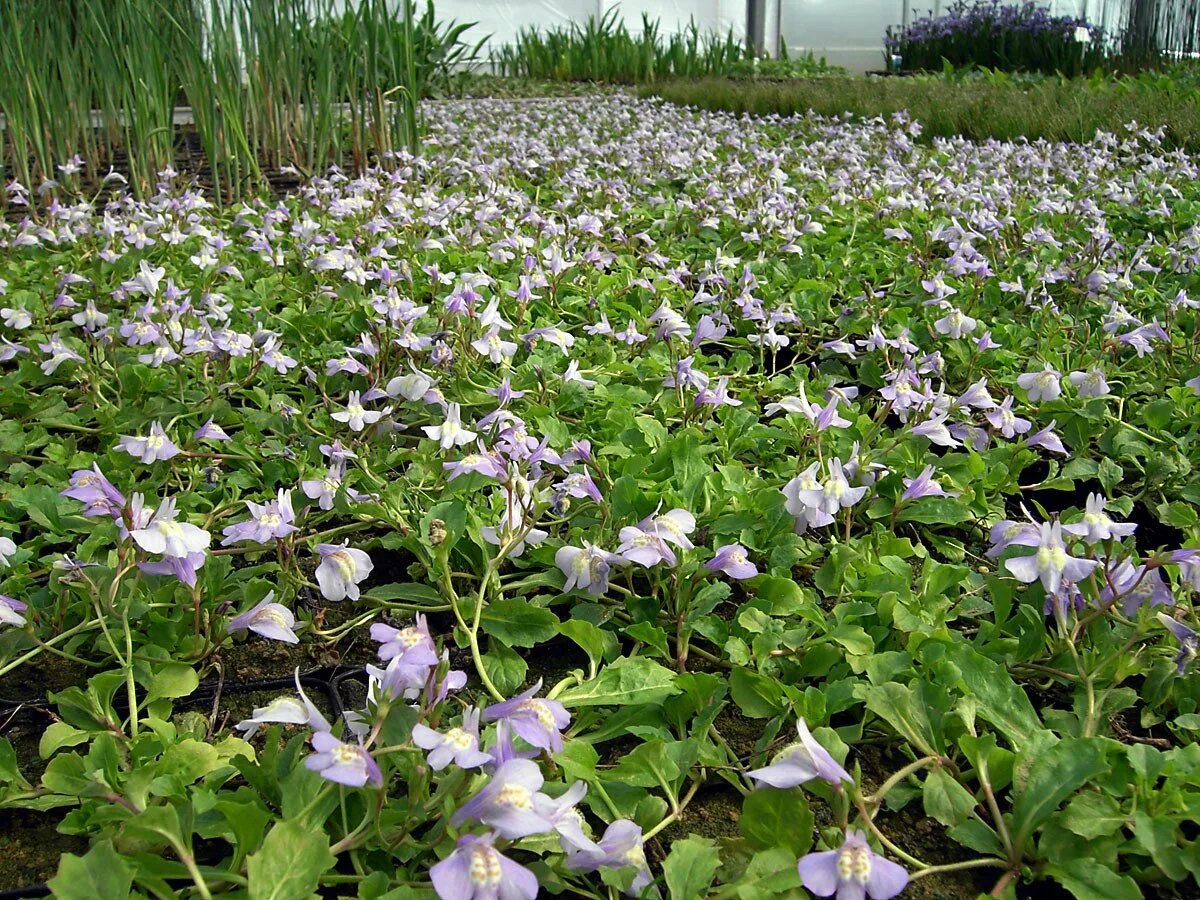 Мазус ползучий фото. Мазус ползучий. Мазус ползучий (mazus reptans). Мазус укореняющийся. Мазус почвопокровный.