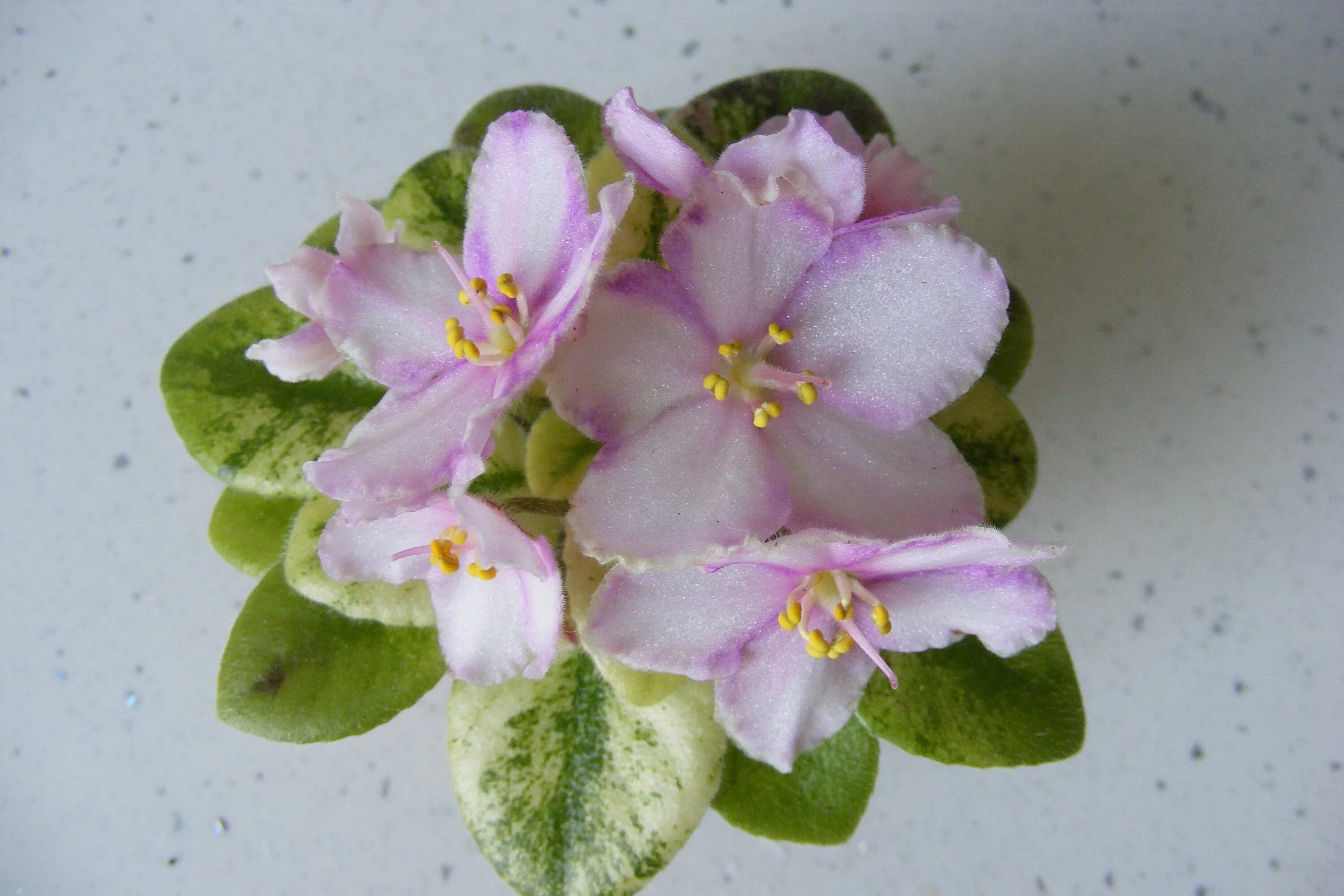 Rob's miriwinni фиалка. Фиалка rob's combustible pigeon. Rob's. Фиалка rob's fuddy daddy. Робс миривинни фиалка химера.