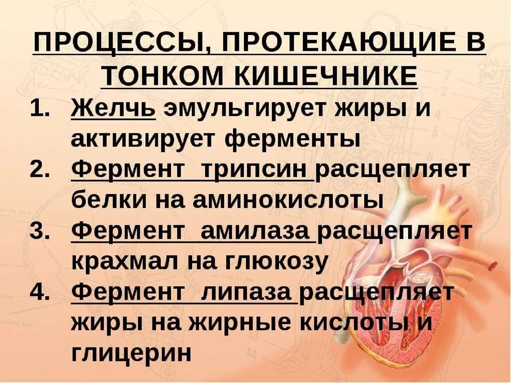 Процессы в кишечнике человека. Процессы происходящие в тонкой кишке человека. Процессф в тноком кишечни ке. Процессы втонком кишечеике. Процессы происходящие в тонком кишечнике.