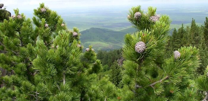 Free Images : landscape, tree, wilderness, mountain, sky, hiking, meadow, hill, 