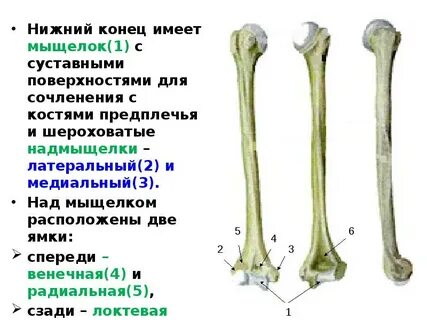 Конец плечевой кости