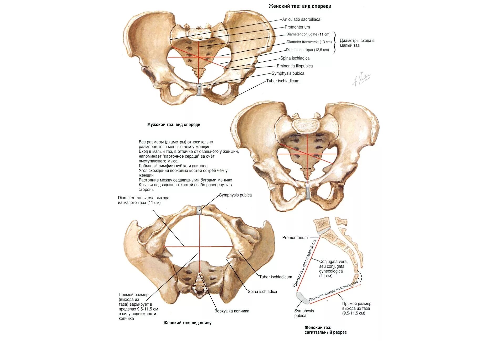 Строение тазовой кости анатомия. Строение скелета человека тазовые кости. Костный женский таз анатомия. Строение таза у женщин кости. Половые различия женщин