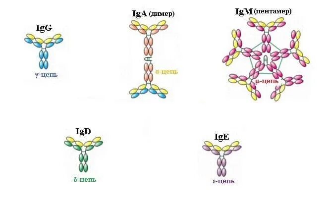 Строение ige антитела. Ig e. Ig e. Общий иммуноглобулин е норма ме/мл. Ig e.