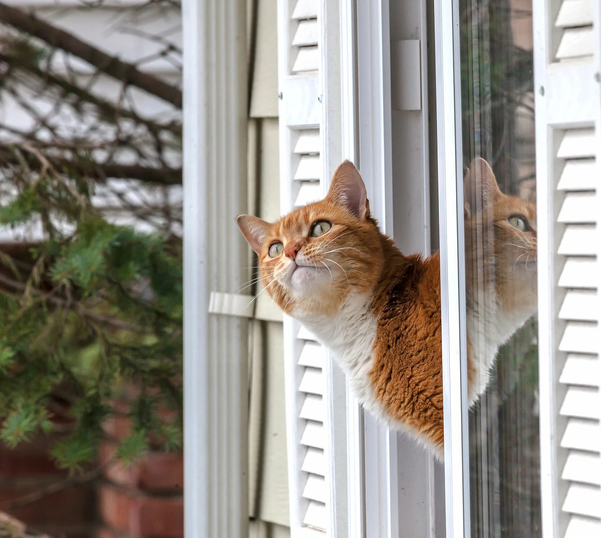 Кот открывает окно. Кот на окне. Коты на подоконнике. Кот выглядывает в окно. Рыжий кот на подоконнике.