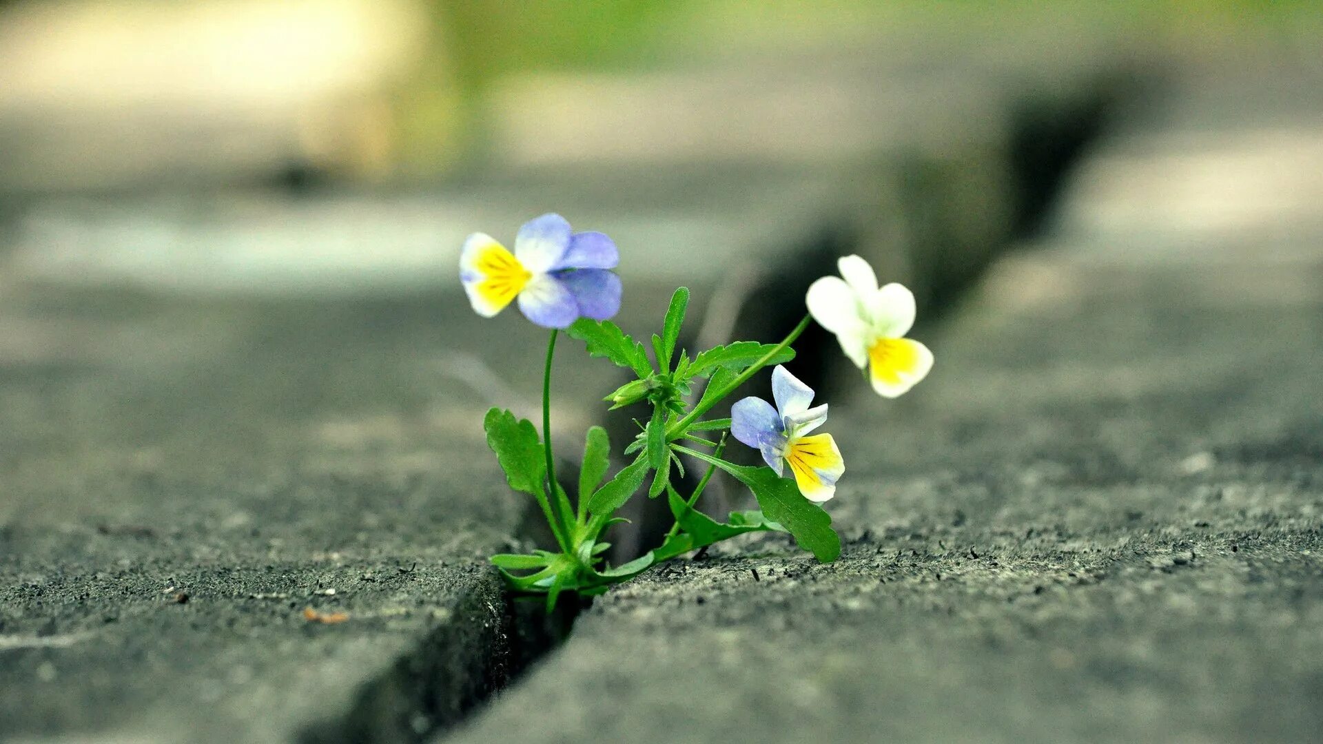 It s beautiful flower. Цветок сквозь асфальт. Цветок пробивается сквозь асфальт. Цветок пробивается через асфальт. Цветок пророс сквозь асфальт.