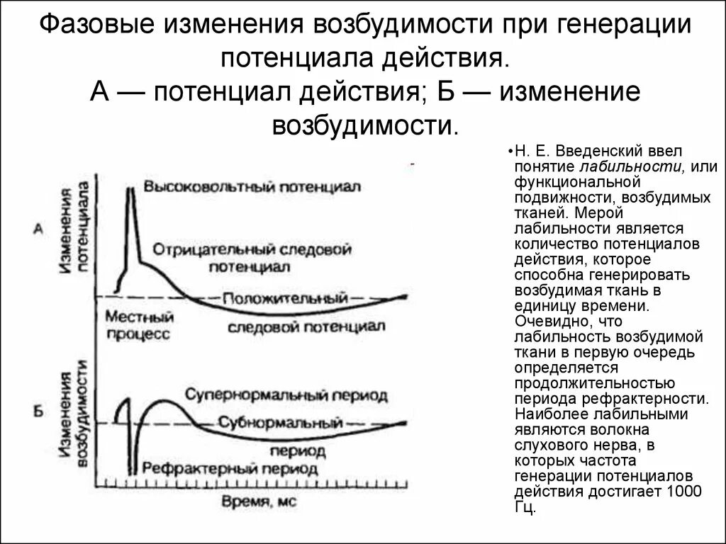 Фазы изменения возбудимости мембраны. Механизм формирования локального потенциала. Фазы потенциала действия фаза изменения возбудимости. Фазовые изменения возбудимости при генерации потенциала действия. Лабильность это физиология