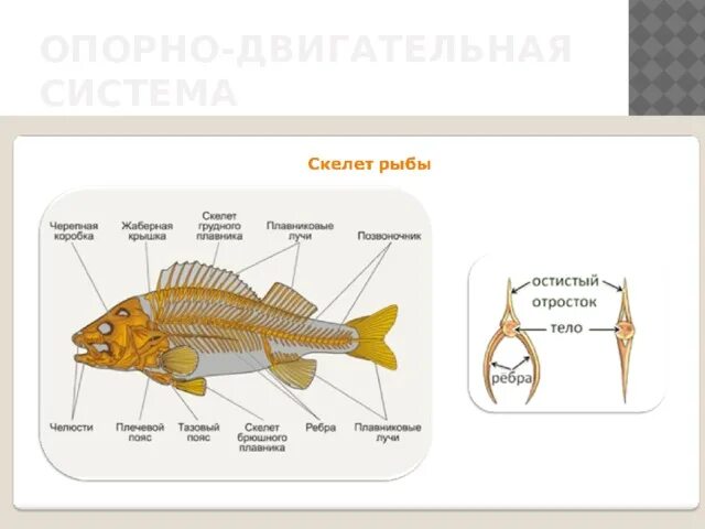 Внутреннее строение рыб опорно двигательная система. Строение опорно двигательной системы у рыб. Строение рыбы 7 класс биология. Внутреннее строение рыбы скелет 7 класс биология. Биология про рыб 7 класс