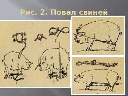 Укрощать животных в корне слова