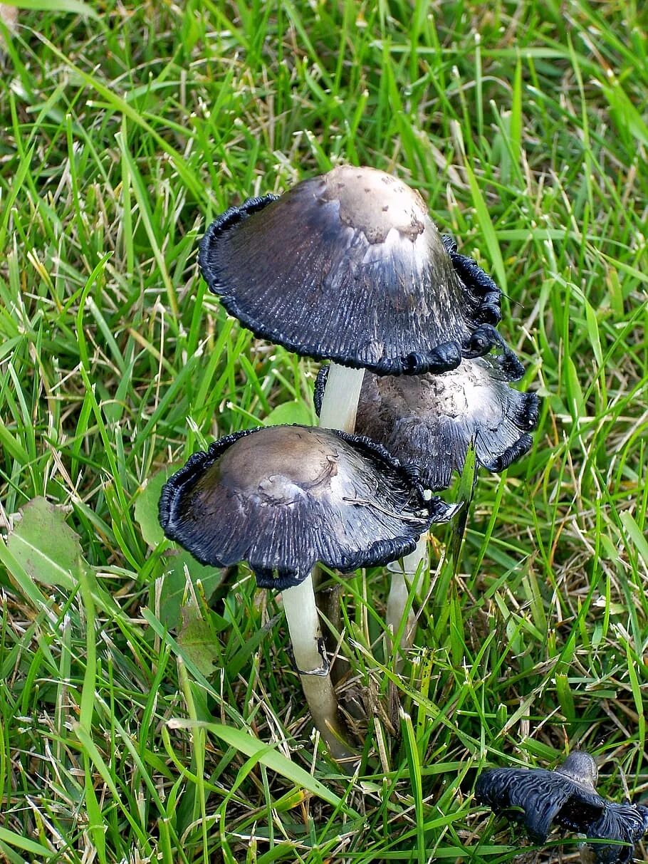 Самые ранние грибы. Весенние грибы. Весенние грибы съедобные. Первые весенние грибы.