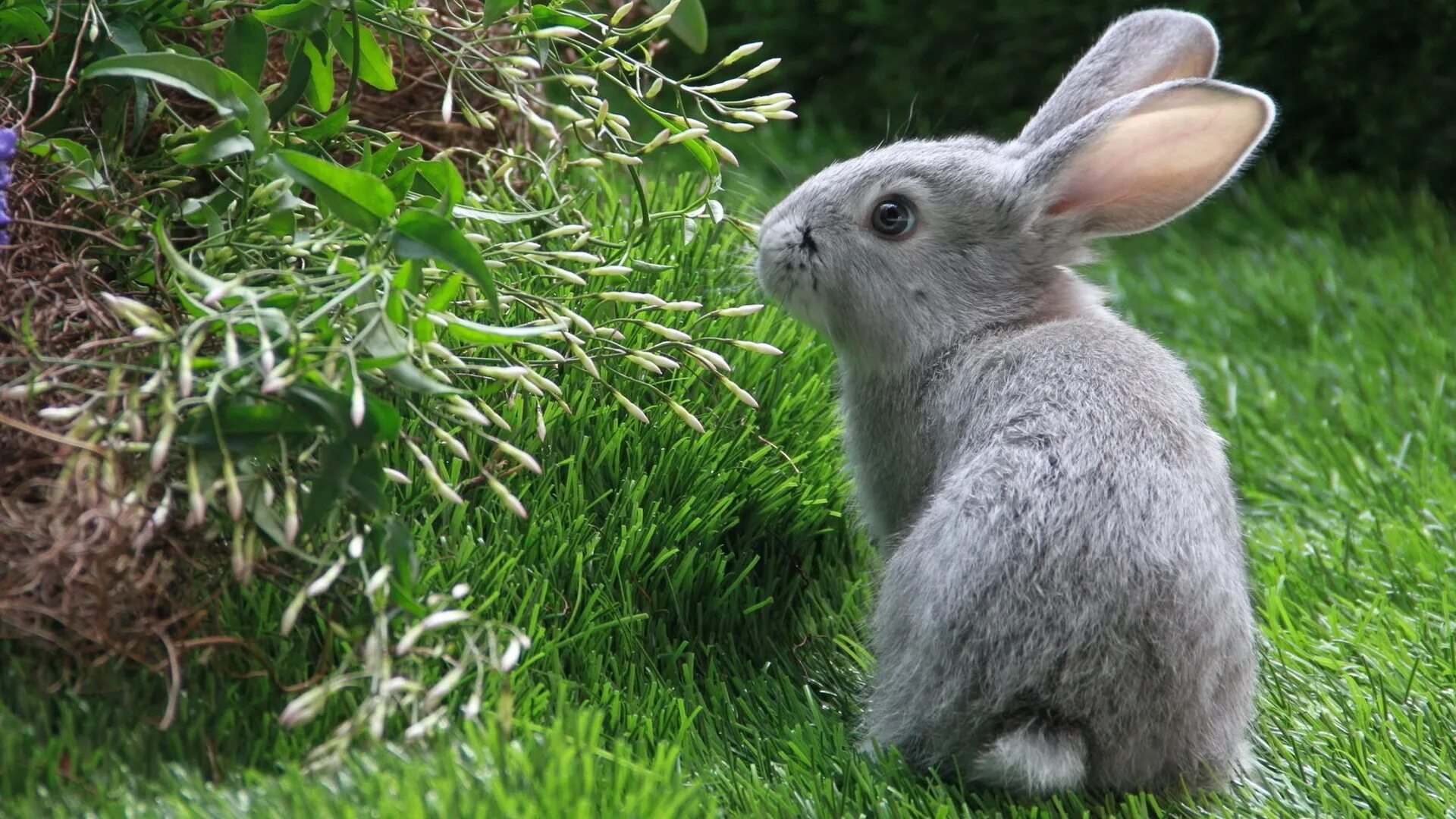 Animals rabbit. Серый великан кролик. Серый кролик Беляк. Заяц Русак маленький. Рэббит заяц серый.