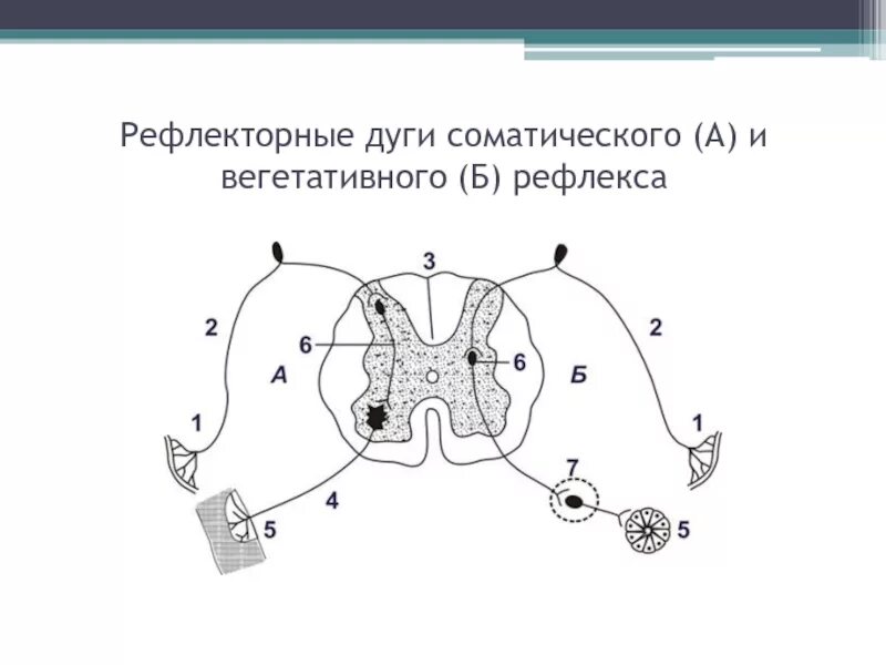 Дуги вегетативной нервной системы. Рефлекторные дуги соматической и вегетативной нервной системы. Вегетативная рефлекторная дуга схема. Рефлекторная дуга соматического и вегетативного рефлекса. Схема рефлекторной дуги соматической и вегетативной нервной системы.