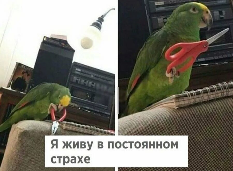 Смешно про попугаев
