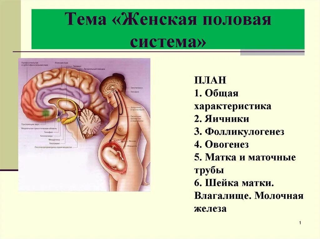 Как устроена женская половая система фото Нифаев Владимир (ybayba7175) Profile Pinterest