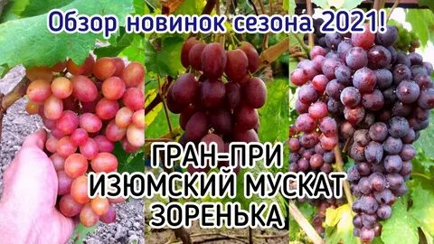 Мускат изюмский виноград описание сорта фото отзывы
