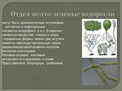Общие признаки зеленых водорослей
