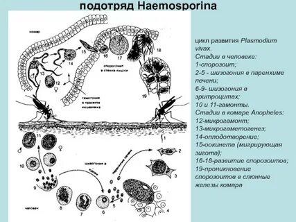 Стадии развития малярийного
