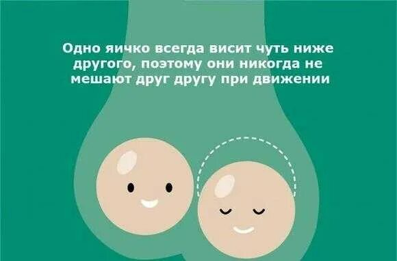 Какое яйцо больше у мужчин