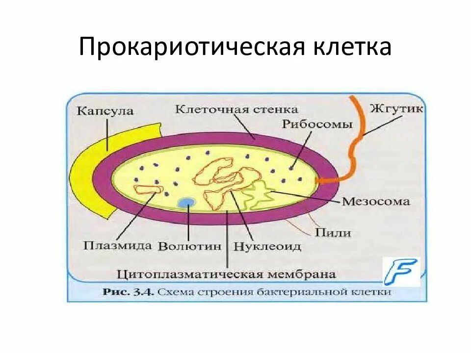 Строение прокариотических клеток. Схема строения прокариотической клетки. Структура прокариотной клетки. Схема строение прокариотических клеток. Цитоплазматическая мембрана мезосомы