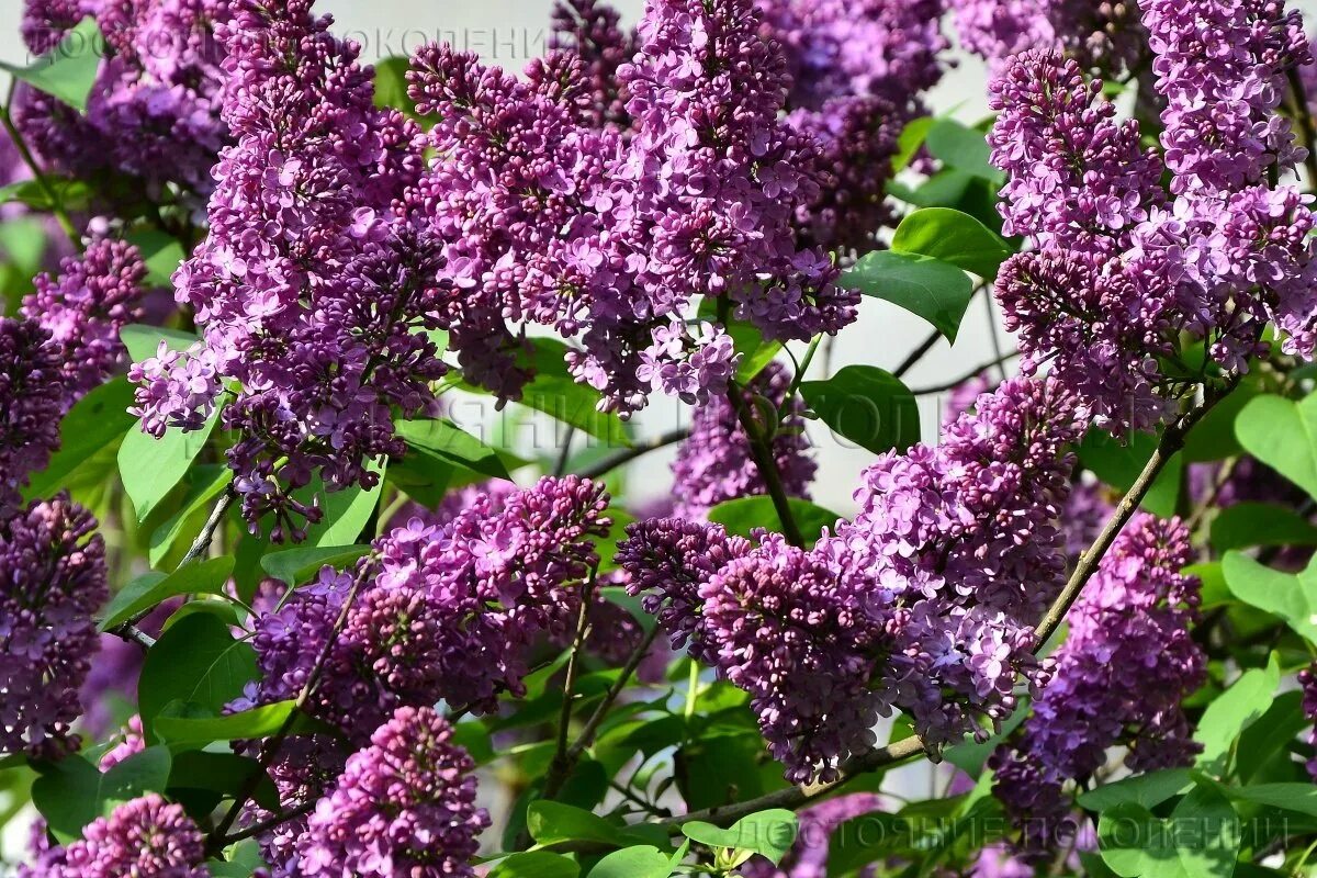 Сирень обыкновенная габитус. Сирень обыкновенная (syringa vulgaris). Сирень сиренюшка. Сирень ами шотт. Сирень оливер де серрес.