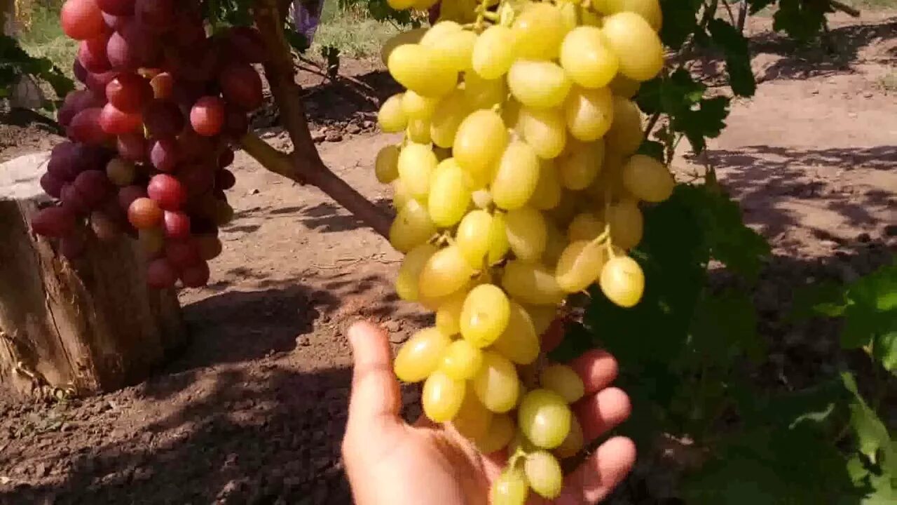 Виноград Ландыш: описание сорта, фото, отзывы