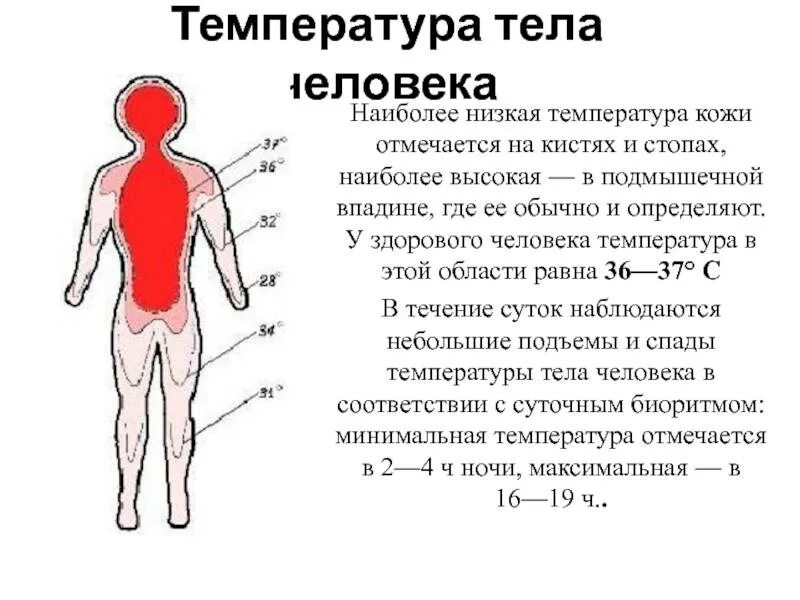 Почему низкая температура тела