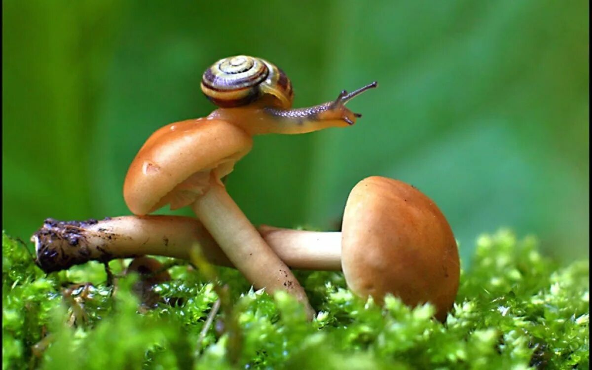 Davus fasciatus гриб. Забавные грибы. Гомфус чешуйчатый гриб. Фунгус гриб. Веселый гриб.