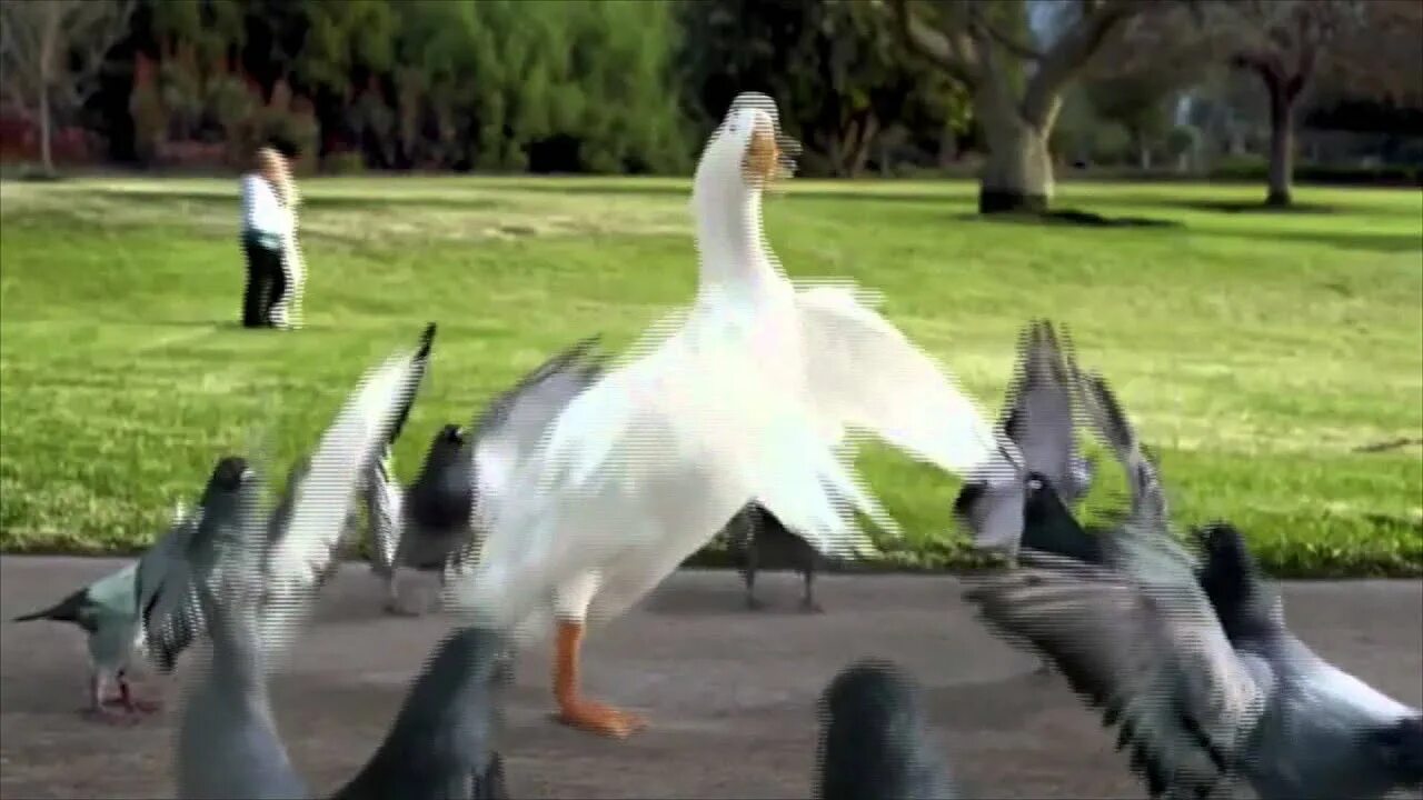 Гусь танцует. Даурский журавль брачный танец. Гусь с руками из банана. Голубь little big. Танцующий гусь.