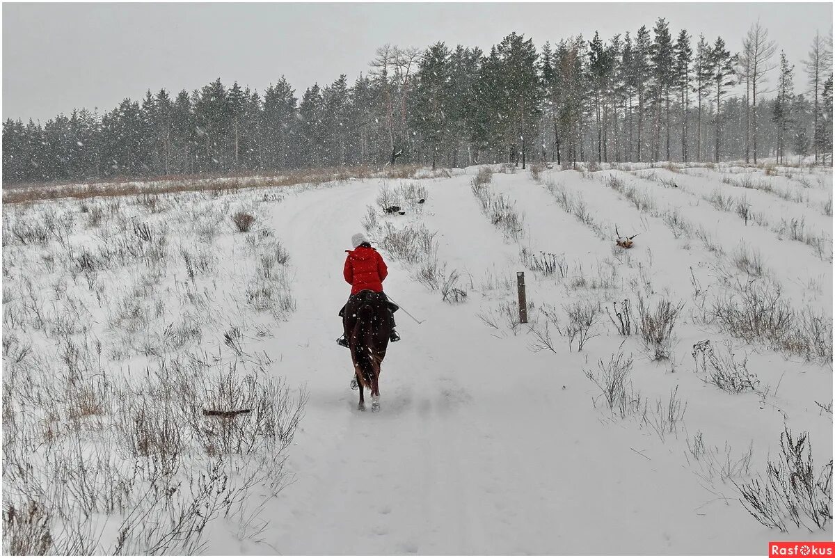 стадо в лесу орловский. фотосессия с медведем. неожиданные встречи в лесу. неожиданные встречи в лесу. неожиданные встречи в лесу.