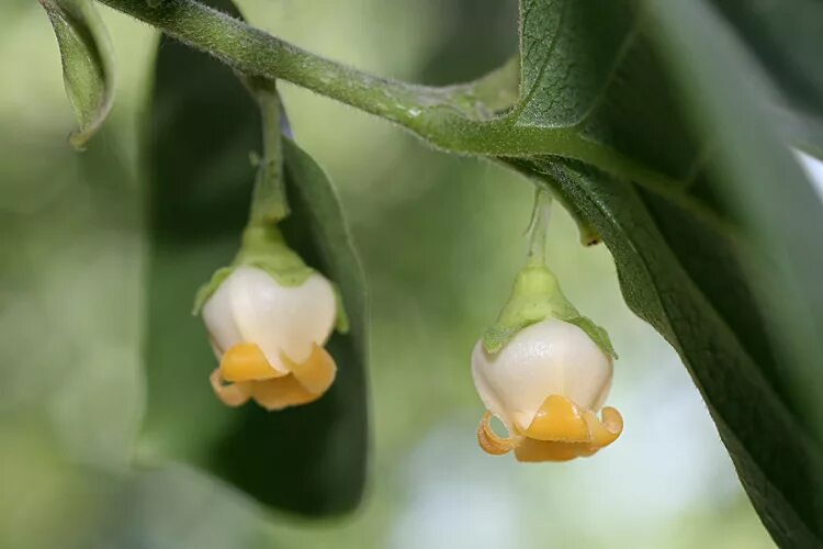 Цветок хурмы. Хурма / Diospyros цветение. Бутоны хурмы. Бутоны цветки хурмы. Цветы хурмы