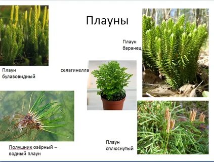 Высшие растения обитают