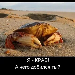Крабик мем