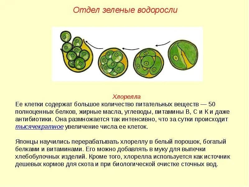 Функции хлореллы 7 класс. Строение и размножение хлореллы. цикл развития хлореллы схема с описанием. жизненный цикл водорослей хлорелла. хлорелла водоросль размножение.