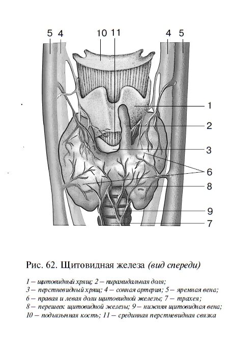 Анатомические части щитовидной железы:. Иннервация щитовидной железы анатомия. Кровоснабжение щитовидной железы анатомия. Строение щитовидной железы латынь. Щитовидная железа топография строение функции.