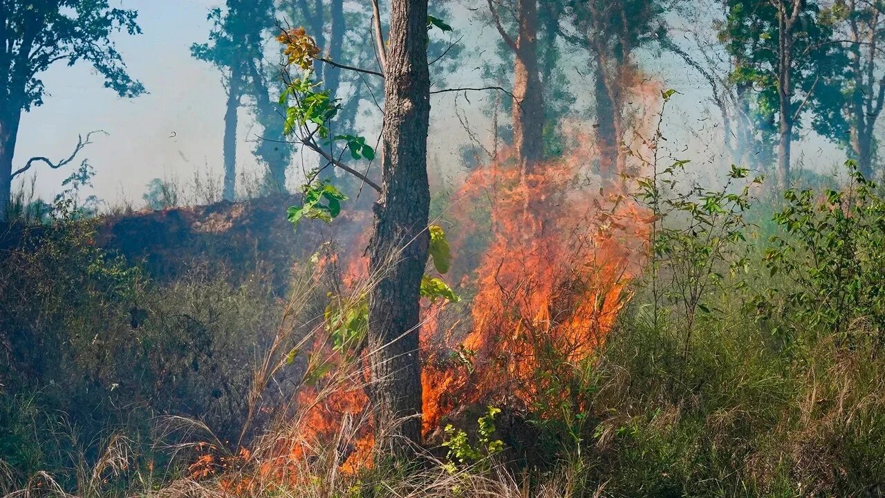 Лесной пожар в рязанской области 22. Тушение лесных пожаров. Территория лесных пожаров. Горят леса. Горящий лес свердловская область.