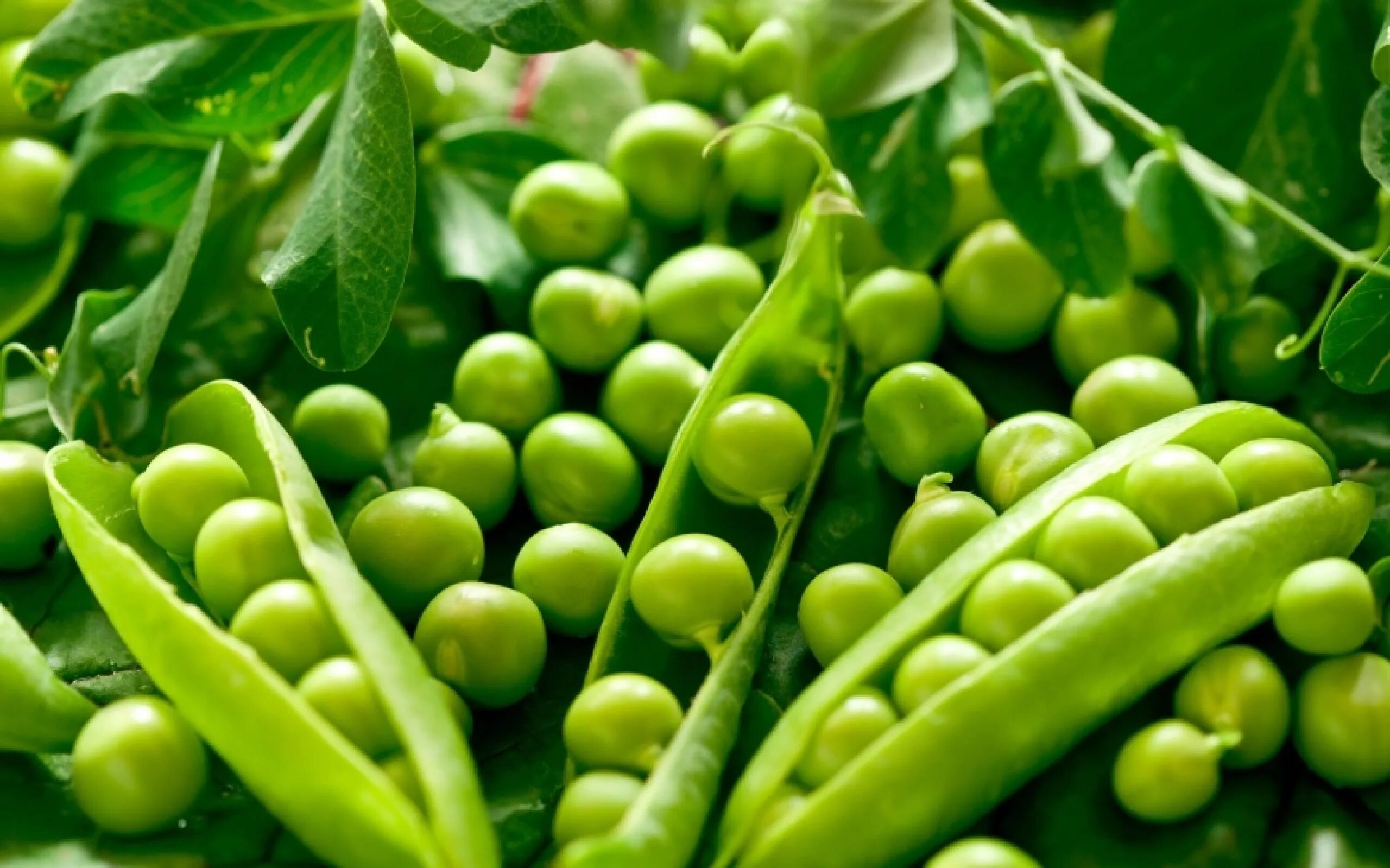 Гор х. Green peas горошек. горох безлисточковый бутана. зеленый горошек стручок.