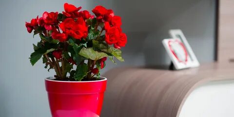Комнатные цветы в горшках с названиями