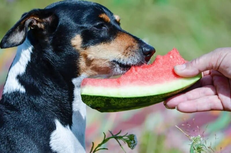 Собака в арбузе. Собака ест Арбуз. Собака ест овощи и фрукты. Собака с дыней. Можно ли давать собаке яблоки