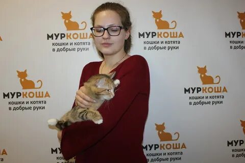 Кошки муром