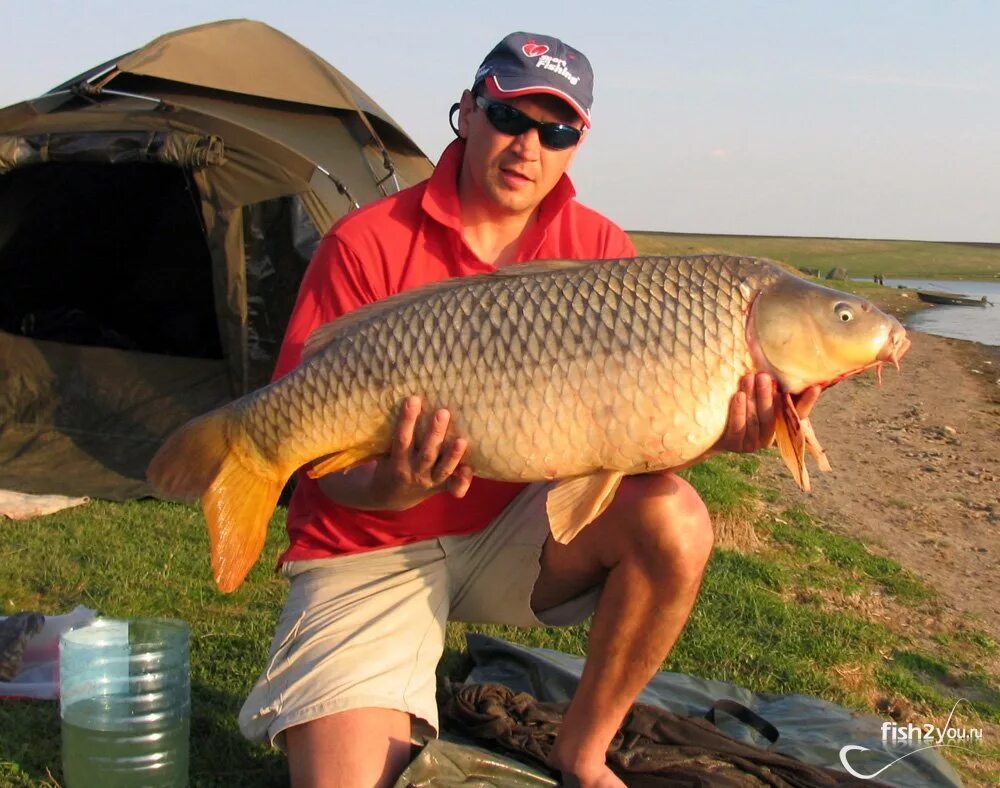 крупный улов отзывы. речная рыба улов. хороший улов. чебак иссык-кульский. улов рыбы.