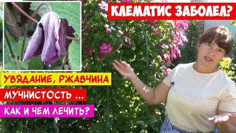 Почему сохнут клематисы