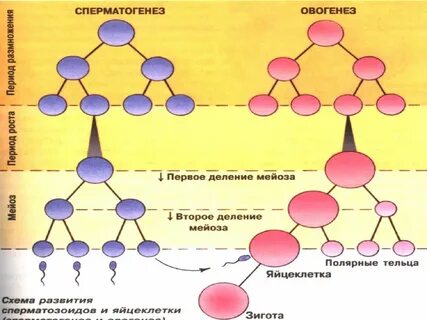 Слабый сперматогенез
