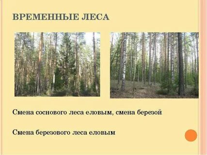 Смена березового леса на еловый
