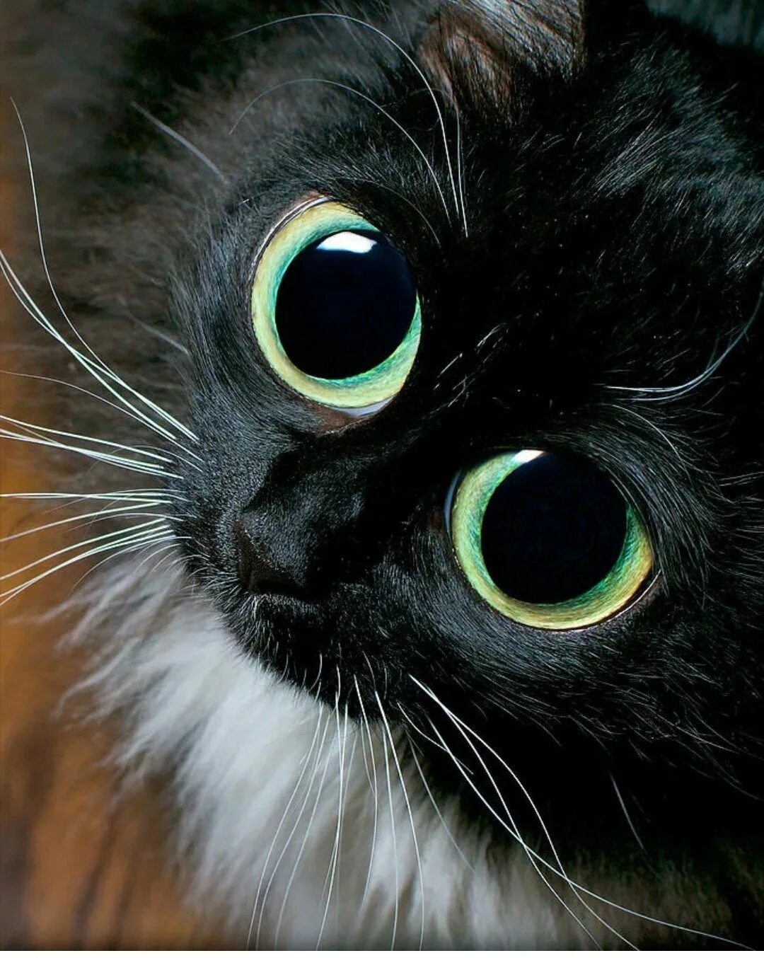 Большие кошачьи глаза