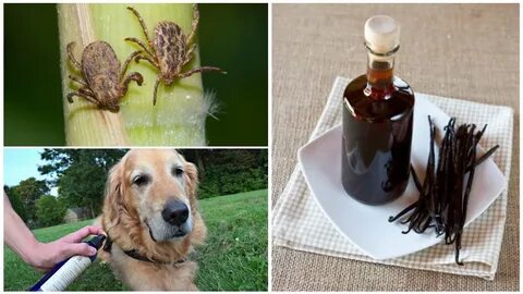 Народный от клещей